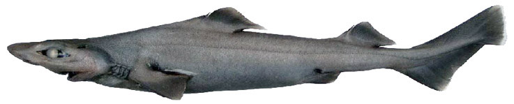 Centrophorus niaukang_03.jpg